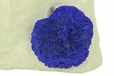 Vibrant Blue Azurite Sun on Siltstone - Australia #287969-1